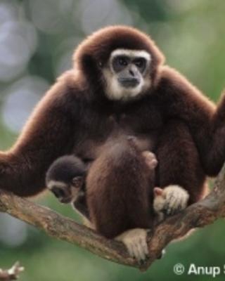adult-white-handed-gibbon-sitting-on-branch-with-infant-on-lap.jpg