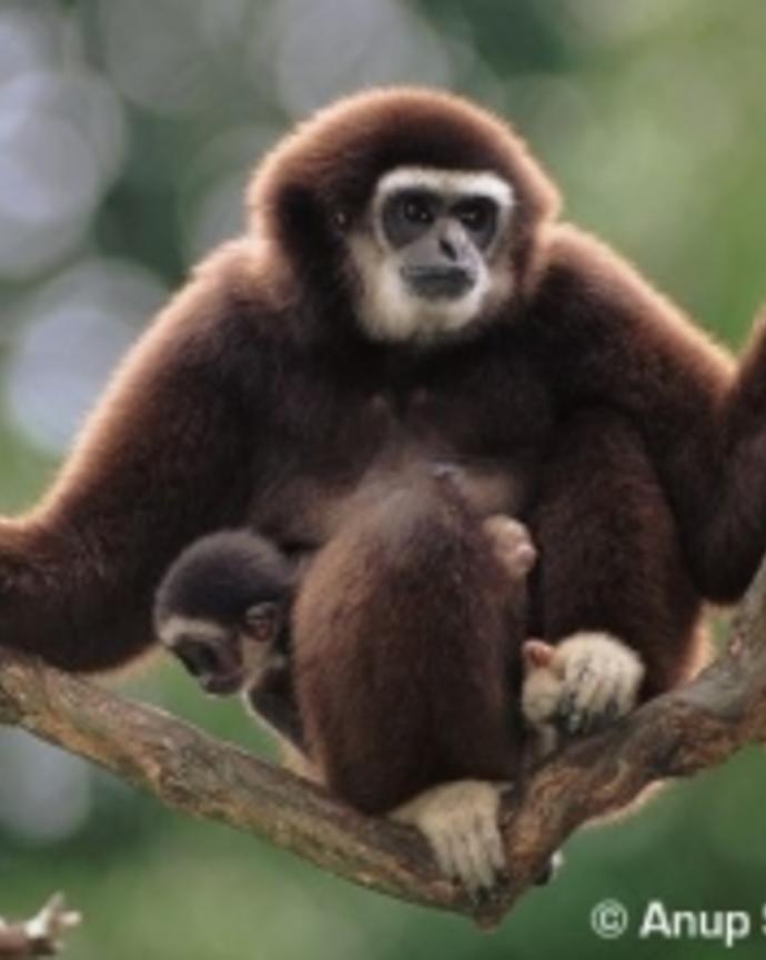 adult-white-handed-gibbon-sitting-on-branch-with-infant-on-lap.jpg